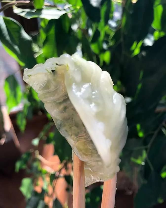 Ha Cao with Spinach and Cheese