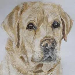 Futomaki sałatka z krewetek w tempurze obłożone łososiem opalanym