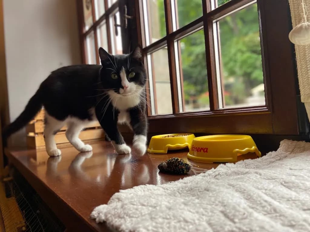 Kocimiętka- kocia kawiarnia