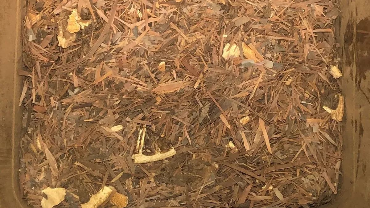 Lapacho Orange tea 100g